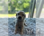 Small #8 Goldendoodle