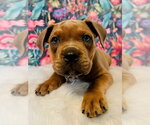 Small #11 American Staffordshire Terrier Mix