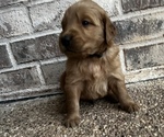 Small #1 Golden Retriever