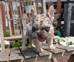 Small #6 French Bulldog