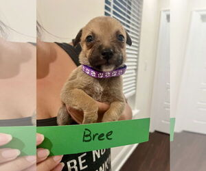 Mutt Dogs for adoption in New Orleans, LA, USA
