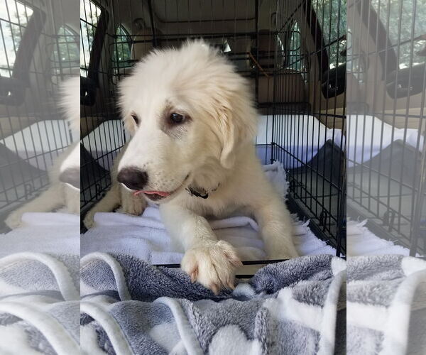 Medium Photo #10 Great Pyrenees-Unknown Mix Puppy For Sale in Houston, TX, USA