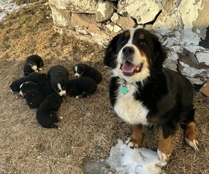 Mother of the Bernese Mountain Dog puppies born on 01/13/2026