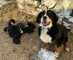 Small Photo #1 Bernese Mountain Dog Puppy For Sale in ATHENS, WI, USA