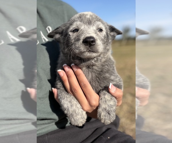 Medium Photo #2 Australian Cattle Dog Puppy For Sale in ZOLFO SPRINGS, FL, USA