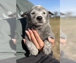 Small #1 Australian Cattle Dog