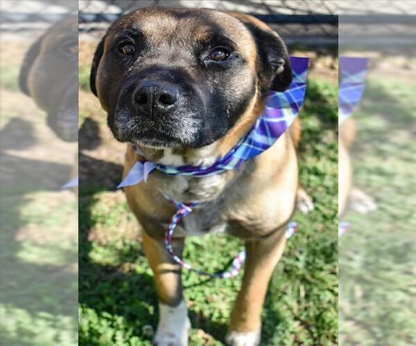 Medium Photo #1 Mutt Puppy For Sale in Tulsa, OK, USA