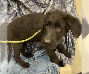 Labradoodle Dogs for adoption in Modesto, CA, USA