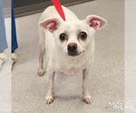 Small Chihuahua Mix