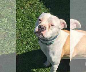 American Pit Bull Terrier-Unknown Mix Dogs for adoption in Shillington, PA, USA