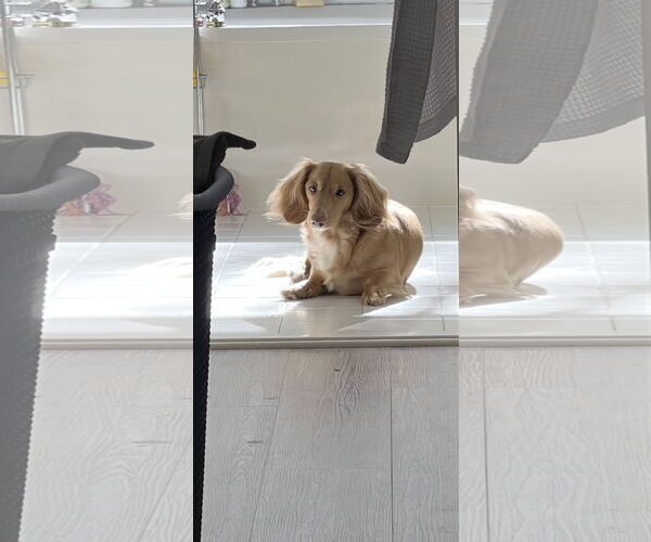 Medium Photo #3 Dachshund Puppy For Sale in Fruitland, SC, USA