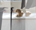 Small #2 Dachshund