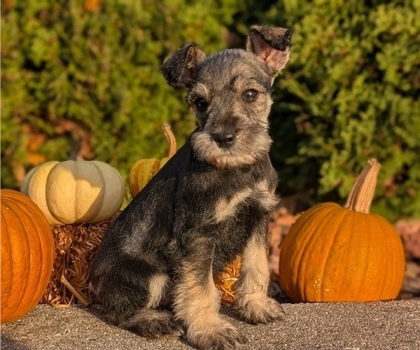 Medium Photo #48 Schnauzer (Miniature) Puppy For Sale in GOSHEN, IN, USA
