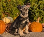 Small Photo #48 Schnauzer (Miniature) Puppy For Sale in GOSHEN, IN, USA