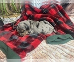 Small Photo #4 Aussiedoodle Miniature  Puppy For Sale in COMMERCE, MI, USA