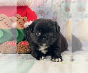 Jatzu Puppy for sale in SALEM, OR, USA