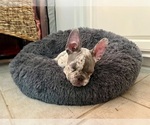 Small Photo #7 French Bulldog Puppy For Sale in PFLUGERVILLE, TX, USA
