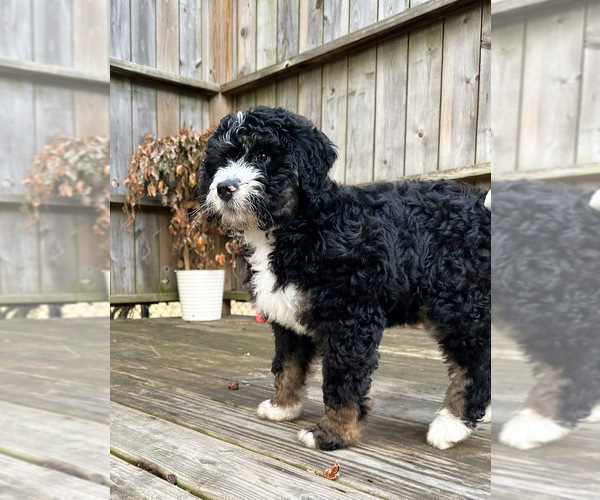 Medium Photo #8 Bernedoodle Puppy For Sale in CROWN POINT, IN, USA