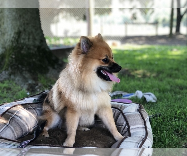 Medium Photo #5 Pomeranian Puppy For Sale in CLAY, PA, USA