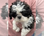 Small Photo #3 Shih Tzu Puppy For Sale in SILEX, MO, USA