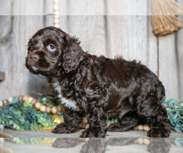Medium Photo #7 Cocker Spaniel Puppy For Sale in BALTIC, OH, USA