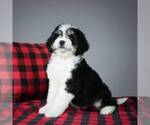 Small Photo #3 Miniature Bernedoodle Puppy For Sale in DALTON, OH, USA