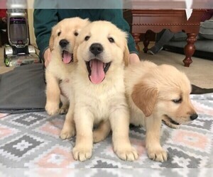 Medium Golden Retriever