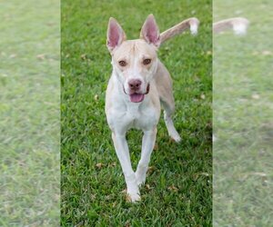 Labrador Retriever-Unknown Mix Dogs for adoption in Miami, FL, USA