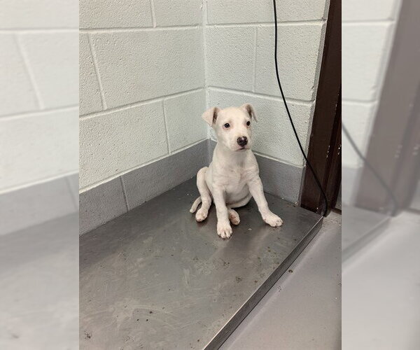 Medium Photo #1 American Pit Bull Terrier-Unknown Mix Puppy For Sale in Corpus Christi, TX, USA