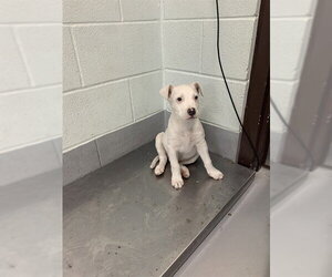 American Pit Bull Terrier-Unknown Mix Dogs for adoption in Corpus Christi, TX, USA