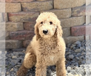 Poodle (Standard) Puppy for sale in DUNDEE, OH, USA