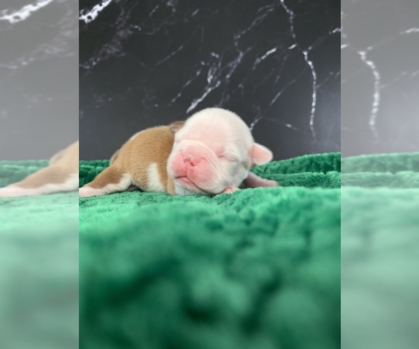 Medium Photo #39 Boston Terrier Puppy For Sale in TULARE, CA, USA