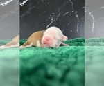 Small Photo #39 Boston Terrier Puppy For Sale in TULARE, CA, USA