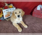 Small #1 Golden Retriever