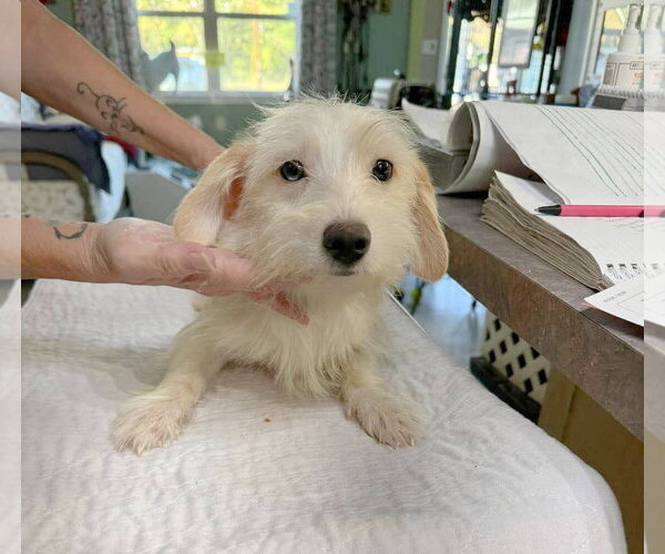 Medium Photo #1 Mauxie Puppy For Sale in Benton, LA, USA