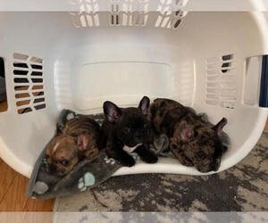 French Bulldog Puppy for Sale in PORTSMOUTH, New Hampshire USA