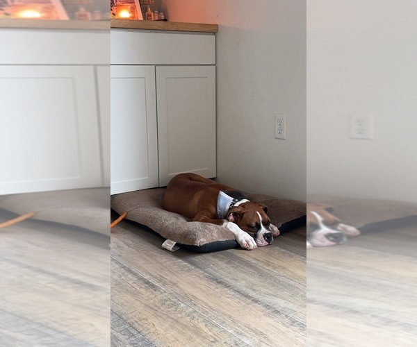 Medium Photo #4 Boxer Puppy For Sale in WILLISTON, FL, USA