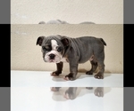Small Photo #14 English Bulldog Puppy For Sale in BAKERSFIELD, CA, USA