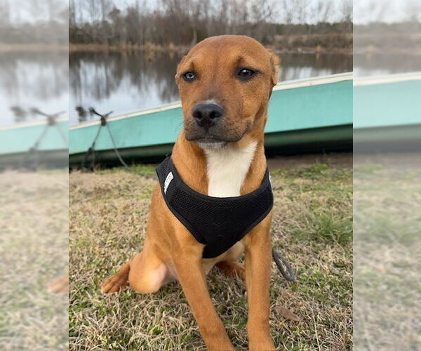 Medium Photo #4 Bulldog-Labrador Retriever Mix Puppy For Sale in Tarrytown, GA, USA