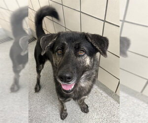German Shepherd Dog-Unknown Mix Dogs for adoption in Pasadena, TX, USA