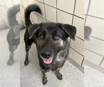 A187784 - Male German Shepherd Dog-Unknown Mix Dog for Adoption - Small photo