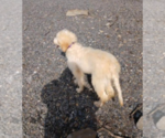 Small Photo #2 Goldendoodle Puppy For Sale in HERNDON, PA, USA