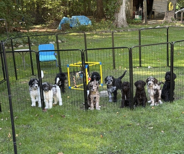 Medium Photo #2 Goldendoodle mix (+ Poodle Standard) Puppy For Sale in SOUTH BEND, IN, USA