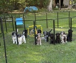 Litter of 10 - Male(s) and Female(s) Goldendoodle mix (+ Poodle Standard)Litter of Puppies for Sale - Photo #2