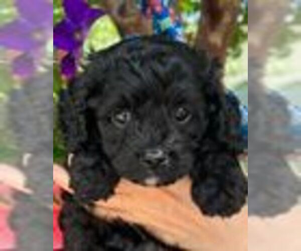 Medium Photo #7 Cavapoo (Miniature) Puppy For Sale in PLANO, TX, USA