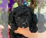 Small #6 Cavapoo (Miniature)