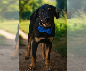 Labrottie Dogs for adoption in Phoenix, AZ, USA