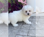 Small #2 Coton de Tulear