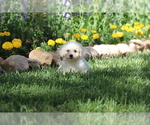 Small #5 Bichon Frise