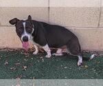 Small Photo #8 Mutt Puppy For Sale in Rockwall, TX, USA